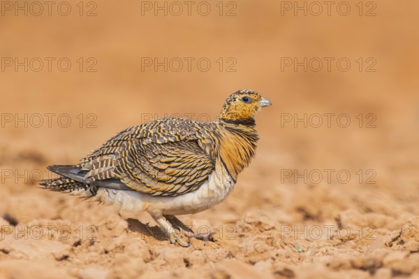 Pin-tailed Sandgrouse (Pterocles alchata) on a farmers field, Belchite, Aragon, Saragossa, Spain