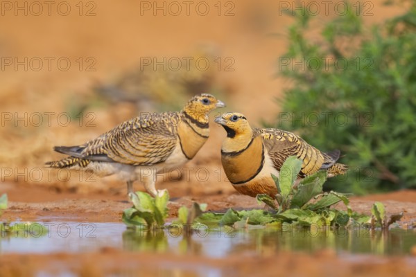 Pin-tailed Sandgrouse (Pterocles alchata) on a farmers field at a water pool, Belchite, Aragon, Saragossa, Spain