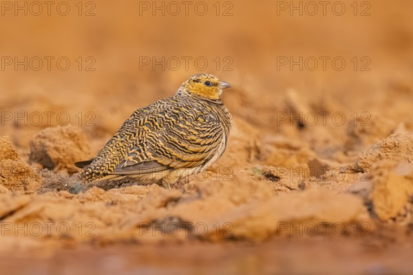 Pin-tailed Sandgrouse (Pterocles alchata) on a farmers field, Belchite, Aragon, Saragossa, Spain