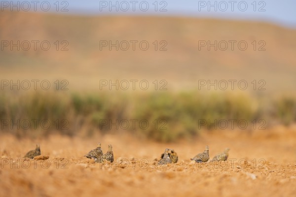 Pin-tailed Sandgrouse (Pterocles alchata) on a farmers field, Belchite, Aragon, Saragossa, Spain