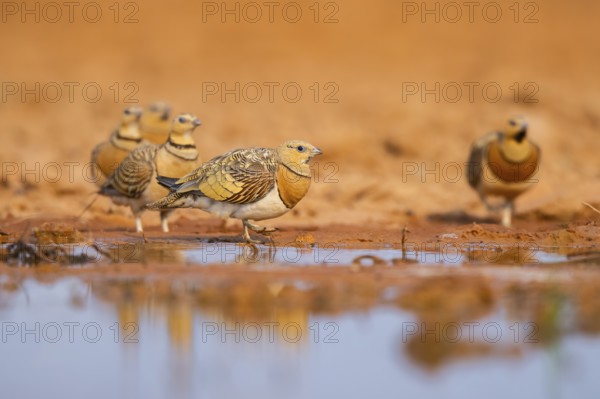 Pin-tailed Sandgrouse (Pterocles alchata) on a farmers field at a water pool, Belchite, Aragon, Saragossa, Spain