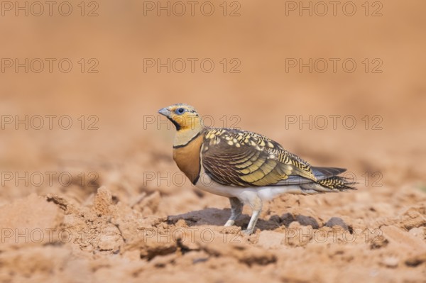 Pin-tailed Sandgrouse (Pterocles alchata) on a farmers field, Belchite, Aragon, Saragossa, Spain