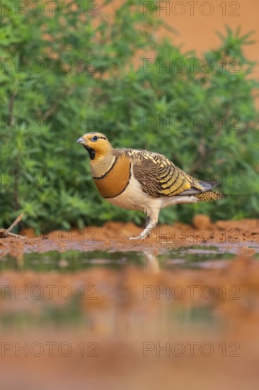 Pin-tailed Sandgrouse (Pterocles alchata) on a farmers field at a water pool, Belchite, Aragon, Saragossa, Spain