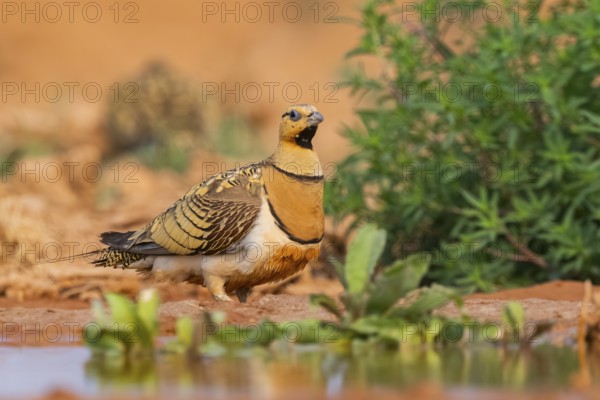 Pin-tailed Sandgrouse (Pterocles alchata) on a farmers field at a water pool, Belchite, Aragon, Saragossa, Spain