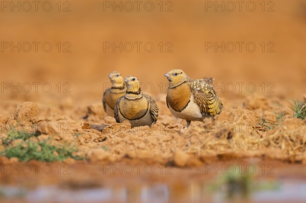 Pin-tailed Sandgrouse (Pterocles alchata) on a farmers field at a water pool, Belchite, Aragon, Saragossa, Spain