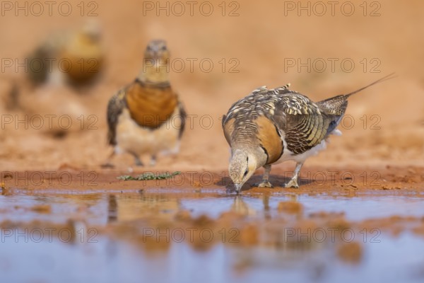 Pin-tailed Sandgrouse (Pterocles alchata) on a farmers field drinking at a water pool, Belchite, Aragon, Saragossa, Spain