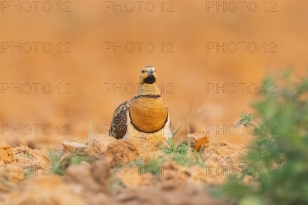Pin-tailed Sandgrouse (Pterocles alchata) on a farmers field, Belchite, Aragon, Saragossa, Spain