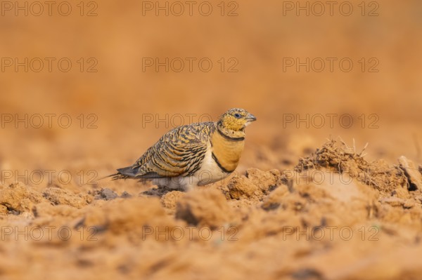 Pin-tailed Sandgrouse (Pterocles alchata) on a farmers field, Belchite, Aragon, Saragossa, Spain
