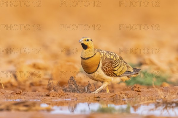 Pin-tailed Sandgrouse (Pterocles alchata) on a farmers field at a water pool, Belchite, Aragon, Saragossa, Spain