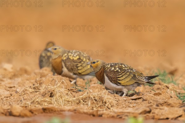 Pin-tailed Sandgrouse (Pterocles alchata) on a farmers field, Belchite, Aragon, Saragossa, Spain