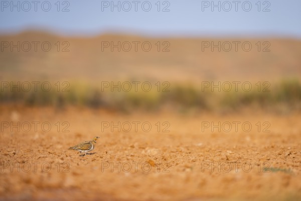 Pin-tailed Sandgrouse (Pterocles alchata) on a farmers field, Belchite, Aragon, Saragossa, Spain