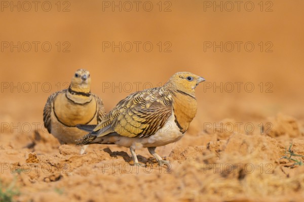 Pin-tailed Sandgrouse (Pterocles alchata) on a farmers field, Belchite, Aragon, Saragossa, Spain