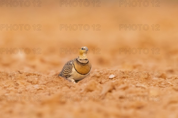 Pin-tailed Sandgrouse (Pterocles alchata) on a farmers field, Belchite, Aragon, Saragossa, Spain