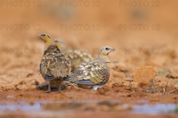 Pin-tailed Sandgrouse (Pterocles alchata) on a farmers field at a water pool, Belchite, Aragon, Saragossa, Spain