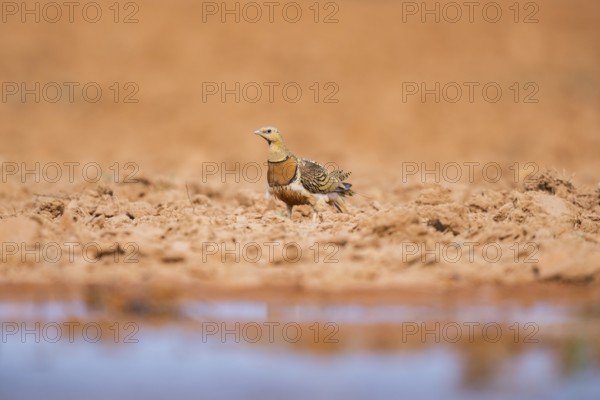 Pin-tailed Sandgrouse (Pterocles alchata) on a farmers field at a water pool, Belchite, Aragon, Saragossa, Spain