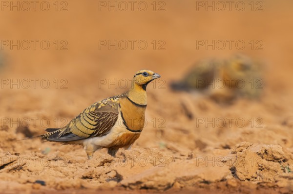 Pin-tailed Sandgrouse (Pterocles alchata) on a farmers field, Belchite, Aragon, Saragossa, Spain