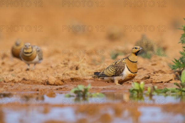 Pin-tailed Sandgrouse (Pterocles alchata) on a farmers field at a water pool, Belchite, Aragon, Saragossa, Spain