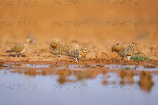 Pin-tailed Sandgrouse (Pterocles alchata) on a farmers field at a water pool, Belchite, Aragon, Saragossa, Spain