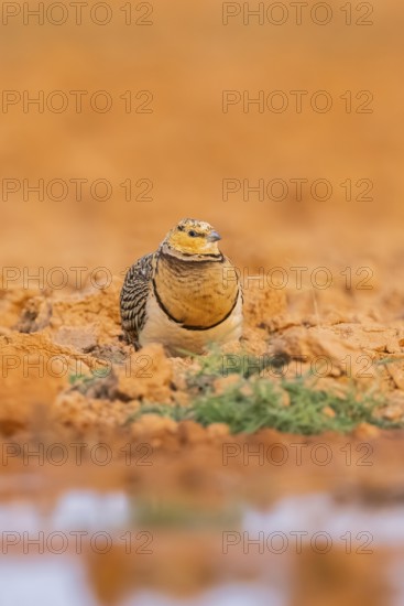 Pin-tailed Sandgrouse (Pterocles alchata) on a farmers field at a water pool, Belchite, Aragon, Saragossa, Spain