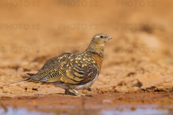 Pin-tailed Sandgrouse (Pterocles alchata) on a farmers field at a water pool, Belchite, Aragon, Saragossa, Spain