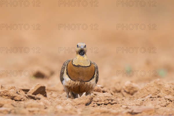Pin-tailed Sandgrouse (Pterocles alchata) on a farmers field, Belchite, Aragon, Saragossa, Spain