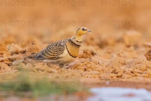 Pin-tailed Sandgrouse (Pterocles alchata) on a farmers field at a water pool, Belchite, Aragon, Saragossa, Spain