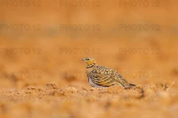 Pin-tailed Sandgrouse (Pterocles alchata) on a farmers field, Belchite, Aragon, Saragossa, Spain