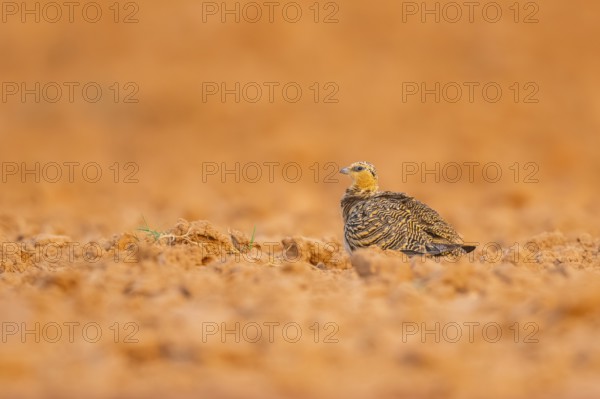Pin-tailed Sandgrouse (Pterocles alchata) on a farmers field, Belchite, Aragon, Saragossa, Spain