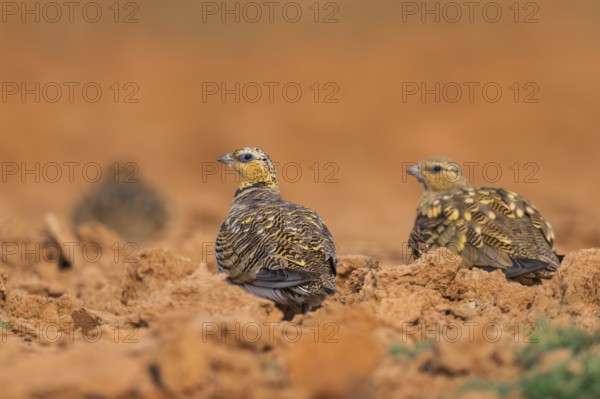 Pin-tailed Sandgrouse (Pterocles alchata) on a farmers field, Belchite, Aragon, Saragossa, Spain