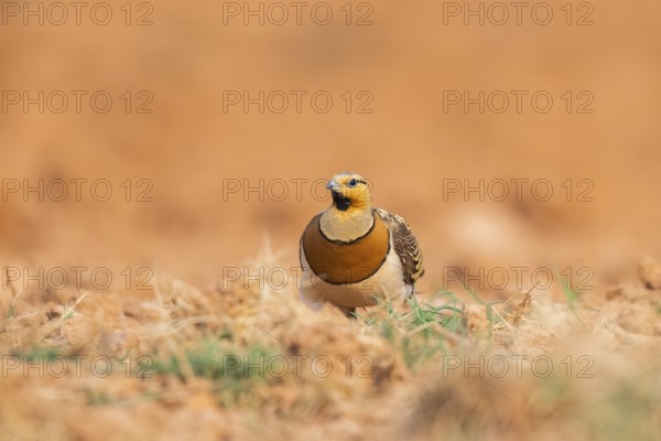 Pin-tailed Sandgrouse (Pterocles alchata) on a farmers field, Belchite, Aragon, Saragossa, Spain