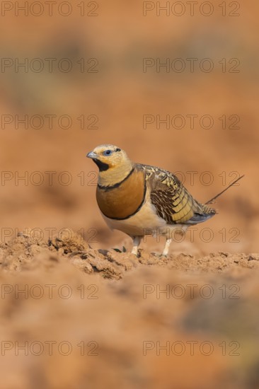 Pin-tailed Sandgrouse (Pterocles alchata) on a farmers field, Belchite, Aragon, Saragossa, Spain