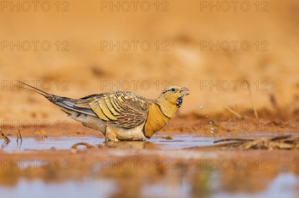 Pin-tailed Sandgrouse (Pterocles alchata) on a farmers field drinking at a water pool, Belchite, Aragon, Saragossa, Spain