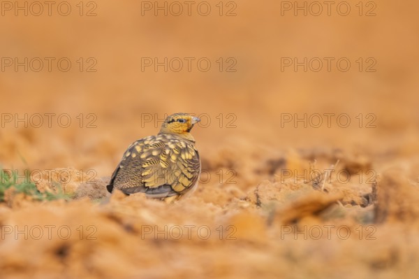 Pin-tailed Sandgrouse (Pterocles alchata) on a farmers field, Belchite, Aragon, Saragossa, Spain