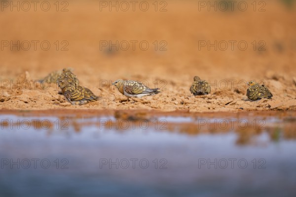 Pin-tailed Sandgrouse (Pterocles alchata) on a farmers field at a water pool, Belchite, Aragon, Saragossa, Spain