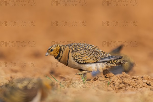 Pin-tailed Sandgrouse (Pterocles alchata) on a farmers field, Belchite, Aragon, Saragossa, Spain