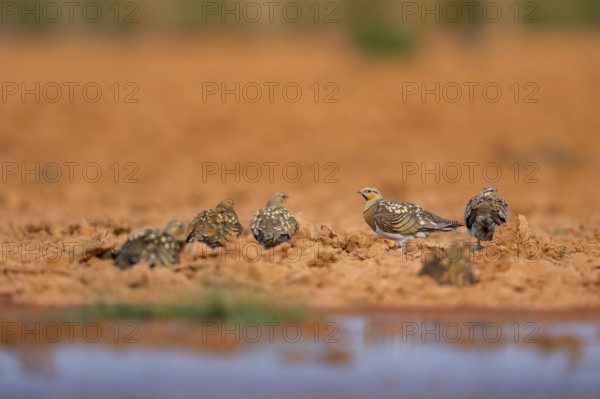 Pin-tailed Sandgrouse (Pterocles alchata) on a farmers field at a water pool, Belchite, Aragon, Saragossa, Spain