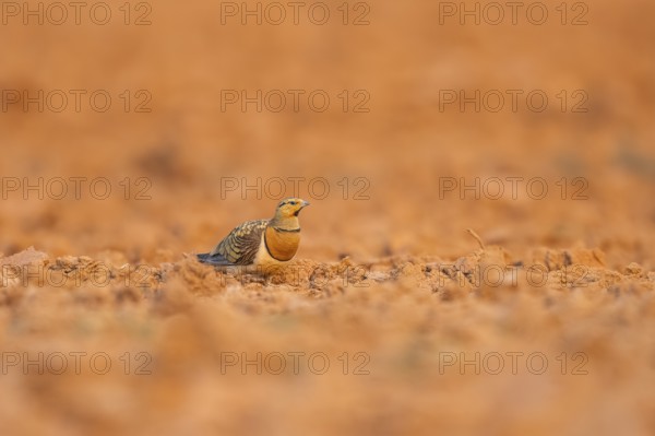 Pin-tailed Sandgrouse (Pterocles alchata) on a farmers field, Belchite, Aragon, Saragossa, Spain