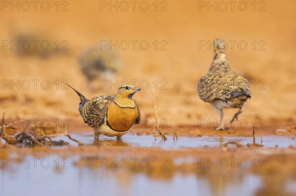 Pin-tailed Sandgrouse (Pterocles alchata) on a farmers field at a water pool, Belchite, Aragon, Saragossa, Spain
