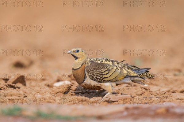 Pin-tailed Sandgrouse (Pterocles alchata) on a farmers field, Belchite, Aragon, Saragossa, Spain