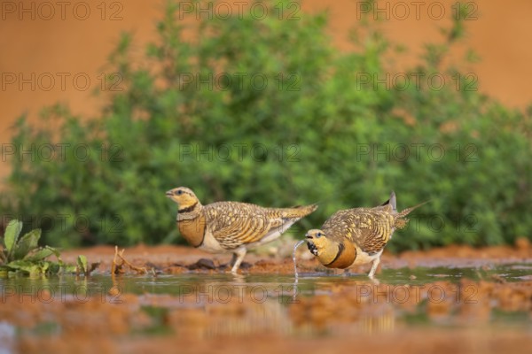 Pin-tailed Sandgrouse (Pterocles alchata) on a farmers field drinking at a water pool, Belchite, Aragon, Saragossa, Spain