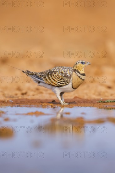 Pin-tailed Sandgrouse (Pterocles alchata) on a farmers field at a water pool, Belchite, Aragon, Saragossa, Spain