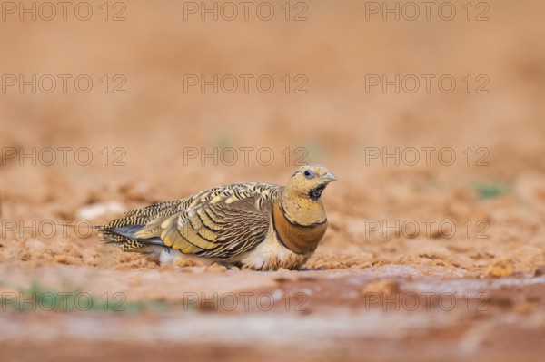 Pin-tailed Sandgrouse (Pterocles alchata) on a farmers field, Belchite, Aragon, Saragossa, Spain