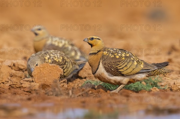 Pin-tailed Sandgrouse (Pterocles alchata) on a farmers field at a water pool, Belchite, Aragon, Saragossa, Spain