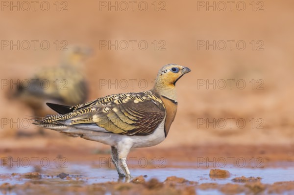 Pin-tailed Sandgrouse (Pterocles alchata) on a farmers field at a water pool, Belchite, Aragon, Saragossa, Spain