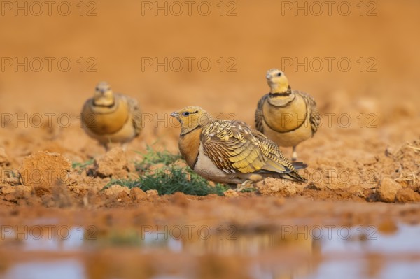 Pin-tailed Sandgrouse (Pterocles alchata) on a farmers field at a water pool, Belchite, Aragon, Saragossa, Spain