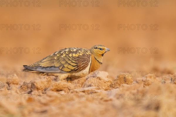 Pin-tailed Sandgrouse (Pterocles alchata) on a farmers field, Belchite, Aragon, Saragossa, Spain