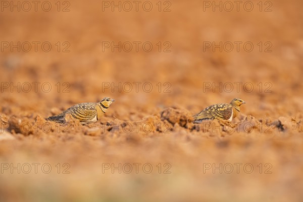 Pin-tailed Sandgrouse (Pterocles alchata) on a farmers field, Belchite, Aragon, Saragossa, Spain