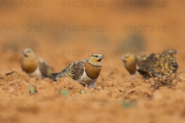 Pin-tailed Sandgrouse (Pterocles alchata) on a farmers field, Belchite, Aragon, Saragossa, Spain