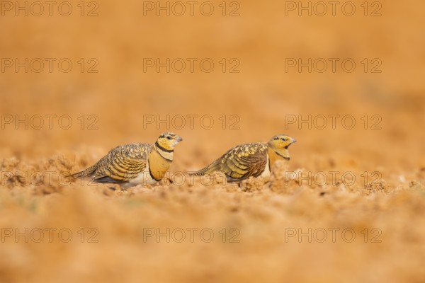 Pin-tailed Sandgrouse (Pterocles alchata) on a farmers field, Belchite, Aragon, Saragossa, Spain