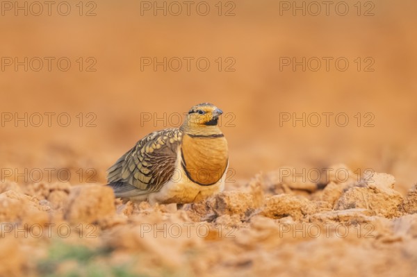 Pin-tailed Sandgrouse (Pterocles alchata) on a farmers field, Belchite, Aragon, Saragossa, Spain